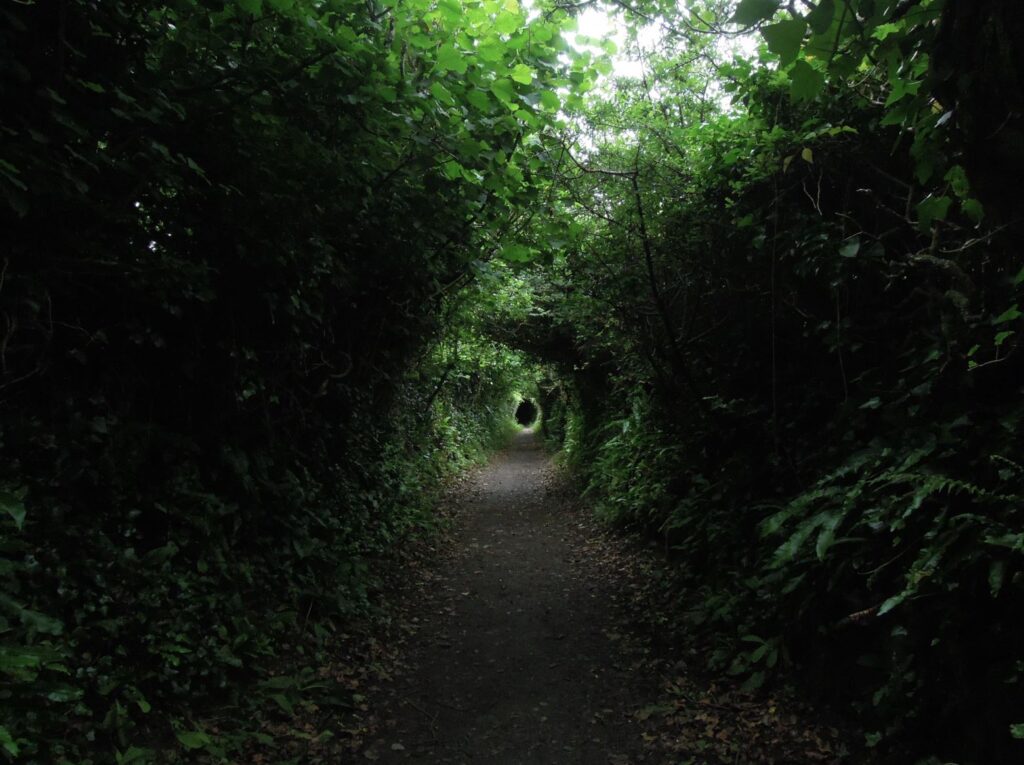 The tree tunnel leads to the seaside