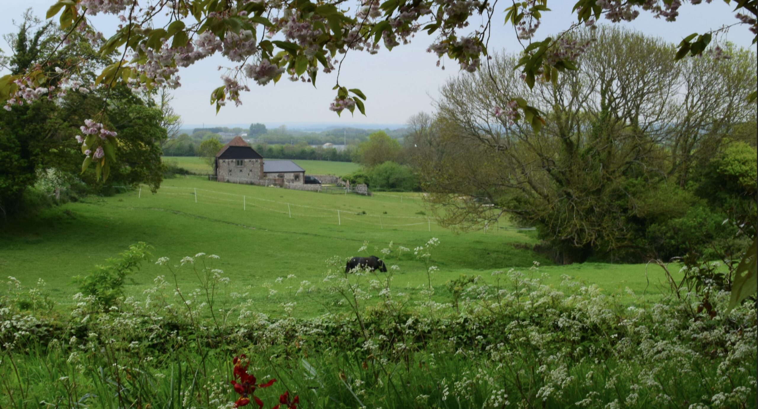 Lush countryside sloping field with wildflower at foreground and barn house in the distance